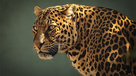 Wallpaper Animals Nature Wildlife Big Cats Whiskers Jaguar