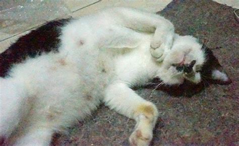 Nggak Sehat Ke Rsj Yuk Kelakuan Si Kucing Garong Vaericwi