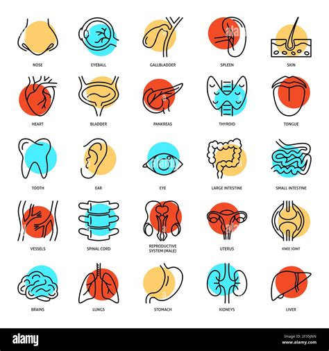 Human Anatomy Set Of Internal Organs Icons In Line Style Medical