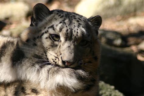 What Do Snow Leopards Eat Where Do Snow Leopards Live Click On To