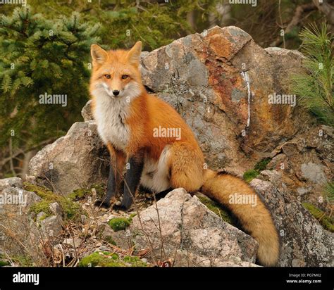 Fox Red Fox Animal Sitting On A Rock In The Hi Res Stock Photography