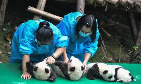 Panda Cubs Meet Public In Sichuan Cn
