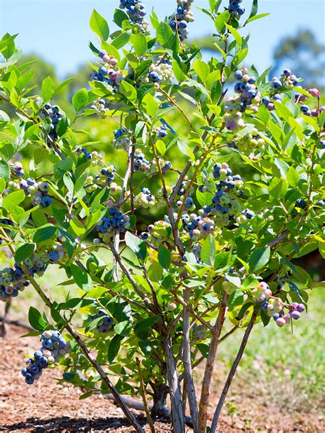 Blueberry Bush Ubicaciondepersonascdmxgobmx