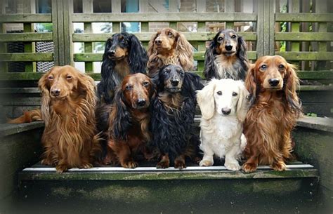 Maybe you would like to learn more about one of these? Dachshund Longhaired | Long haired dachshund, Dachshund ...