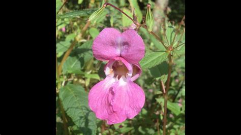 wild food himalayan balsam impatiens glandulifera youtube