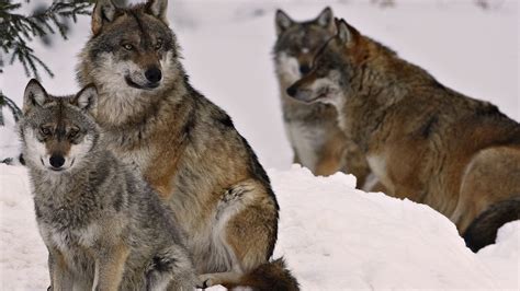 Die schwarze wolf hintergrund stellt zum beispiel kraft, kraft. Die 84+ Besten Wolf Hintergrundbilder