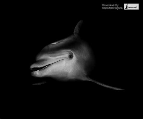 Black Dolphin Wallpapers On Wallpaperdog