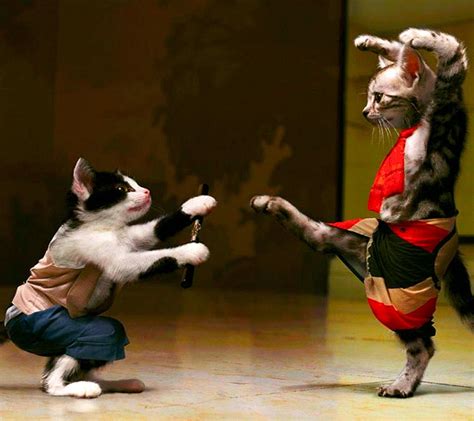Successful training will attract karate cats to your dojo! Download Karate cat - Whatsapp funny images for your ...