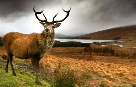 Scottish Wildlife Animal Species Situated In Scotland Arbtech