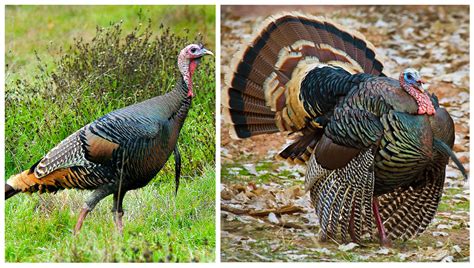 During Mating Season Male Wild Turkeys Will Perform A Strut To