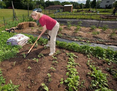 Organic Gardening It S Benefits And Formation Conserve Energy Future