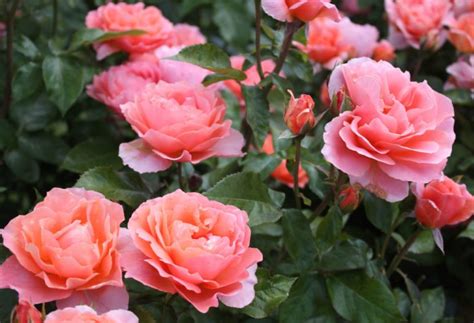 Mawar banyak digunakan sebagai simbol cinta, simpati, atau kesedihan. 32 Gambar Bunga dan Jenisnya Yang Cantik Beserta Penjelasannya