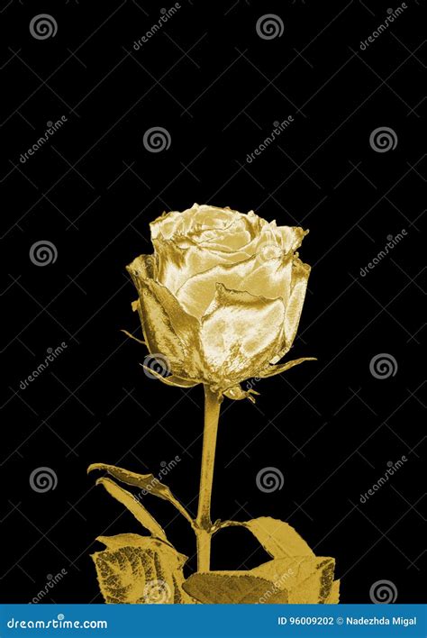 Beauty Golden Rose Stock Illustration Illustration Of Bouquet 96009202