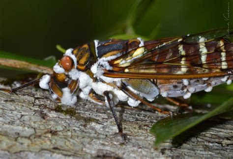 Pathogenic Fungus On The Cicada Saevus