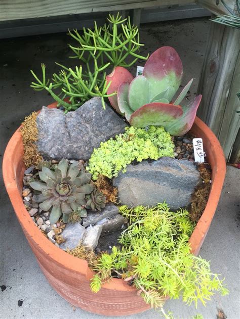 A Potted Plant With Rocks And Succulents