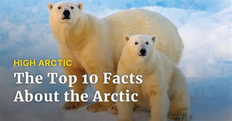 Top Of The World Ten Facts About The Arctic Adventure Canada