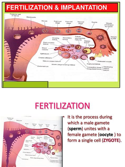 2 Fertilization And Implantation Pdf Fertilisation Implantation