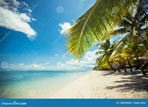 Tropical Beach With Palms And Blue Water Stock Photo Image Of