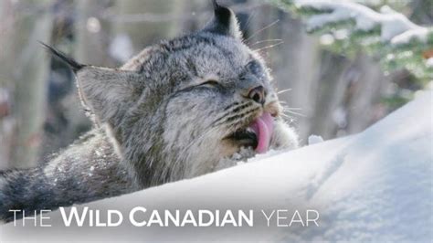 Wild Canadian Lynx And A Cameraman Develop An Amazing Relationship