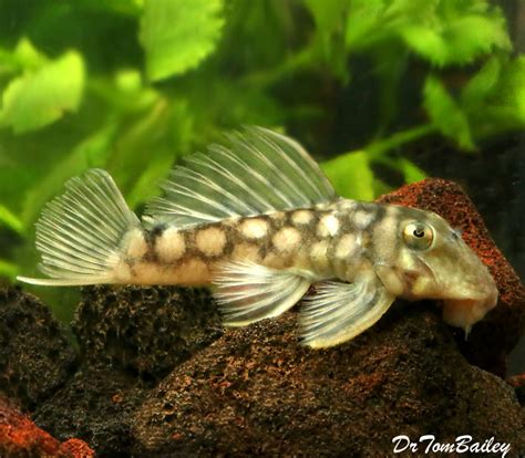 Premium Wild Rare Polka Dot Plecostomus Catfish Spectracanthicus