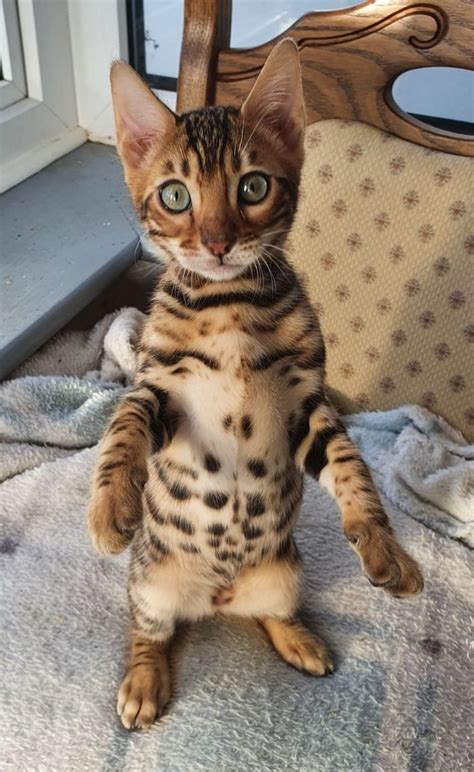 Bengal Cats The Domestic Cat With A Leopard Like Appearance Catsinfo