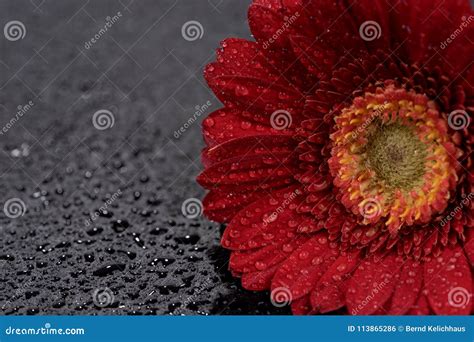 Red Gerbera Flower With Water Droplets Isolated On Black Stock Photo
