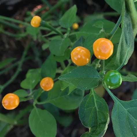 Aji Charapita Pepper Seeds Tyler Farms