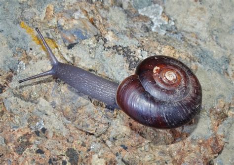 Land Snails And Slugs Of California ·