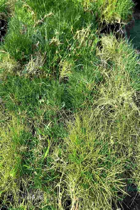 Zoysia Tenuifolia Or Korean Lawn Grass Outdoor Plants Plantshopme