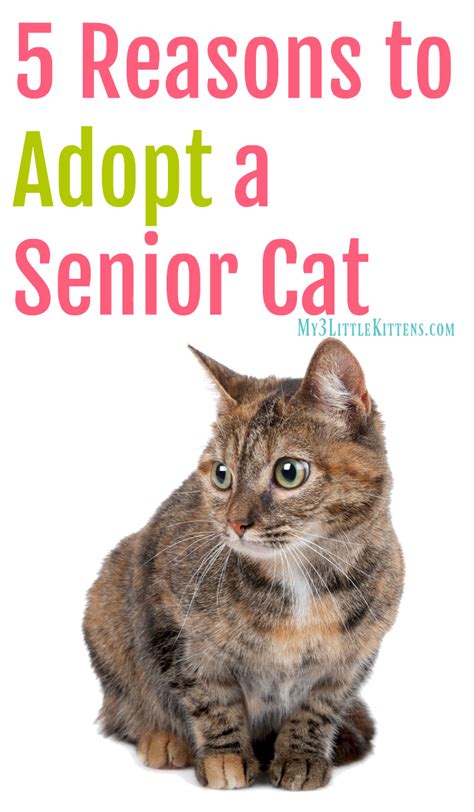5 Reasons To Adopt A Senior Cat Senior Cat Care Senior Cat Cat Care