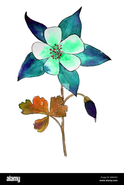 Blue Columbine Watercolorwith Leaf On White Background Stock Photo Alamy