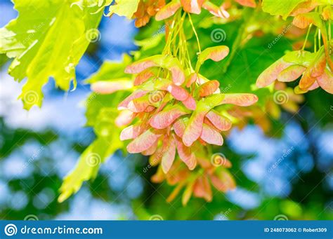 Flat Samara Maple Key Acer Seeds On The Branch In Spring Stock Photo