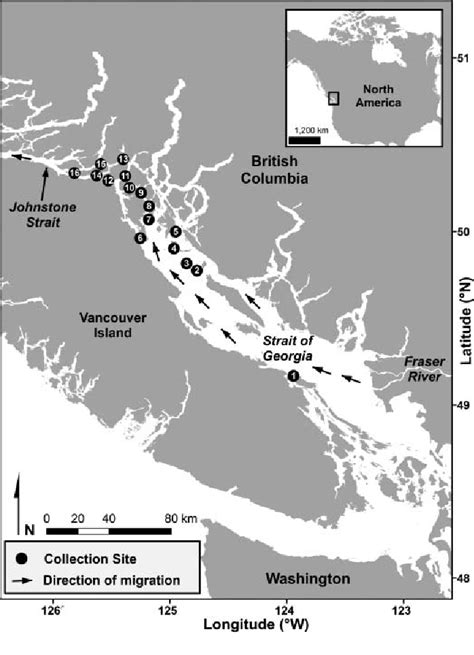 Figure From Prey Selectivity Of Fraser River Sockeye Salmon During