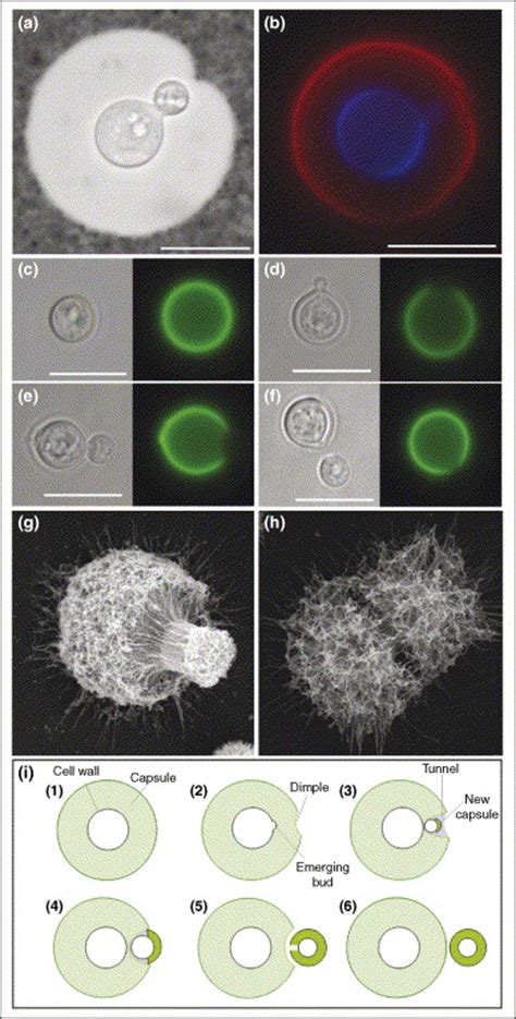 The Capsular Dynamics Of Cryptococcus Neoformans Trends In Microbiology