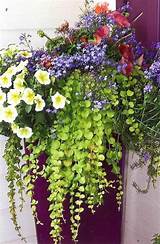 Herkdia bronze feedback medal for all time! Container Garden ideas, creeping jenny is a great ...
