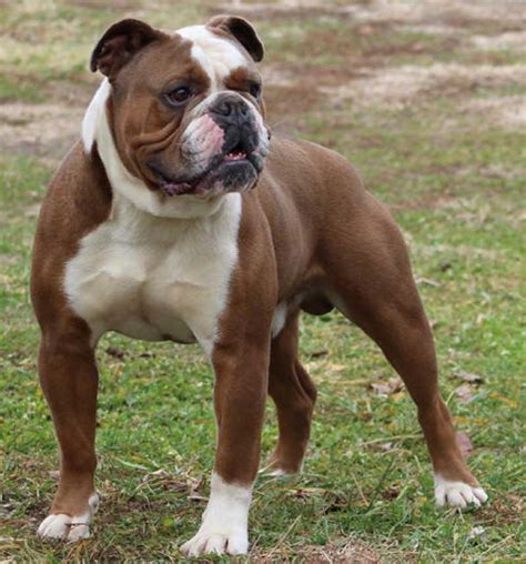 There are numerous theories as to how the first mastiff arrived in england. Old English Bulldogge - Fetchem Puppies