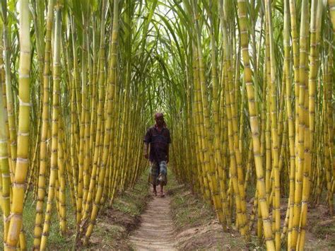 Sugarcane In Surinam Sugar Cane Plant Sugar Plantation Jamaica
