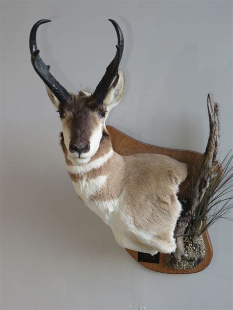 Antelope Taxidermy Mount For Sale A 125p Mounts For Sale