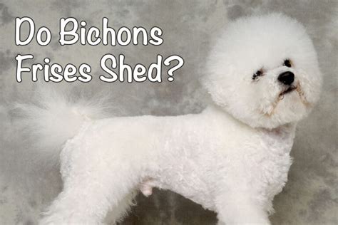 How Much Do Bichons Frises Shed Bichon World