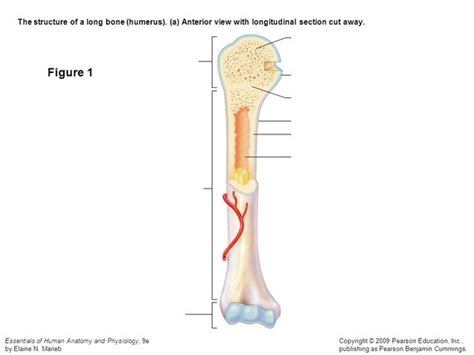 Lab Quiz 4 Anatomy Long Bone Diagram Quizlet