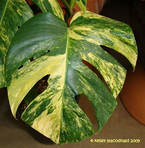 Sep 20, 2019 · monstera variegata or variegated monstera deliciosa is the trend in the houseplant community. PlantFiles Pictures: Monstera, Yellow Variegated Split ...