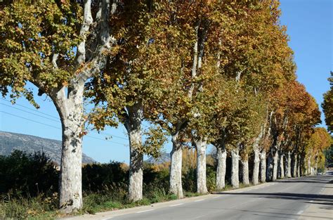 London Plane Tree Plant Profile