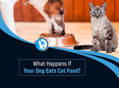 Can A Dog Eat Cat Food Once