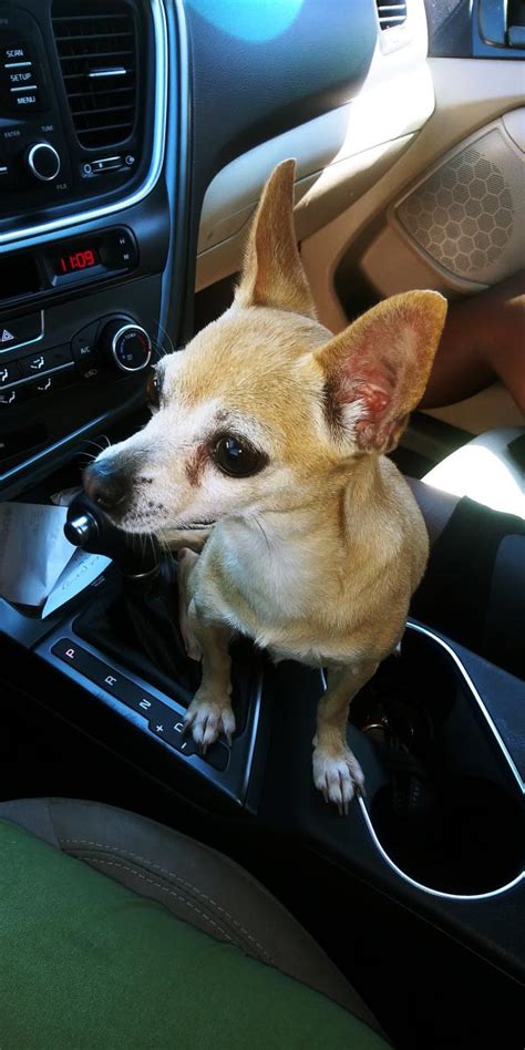 Found Dog Chihuahua in GLENDALE, AZ - Lost My Doggie