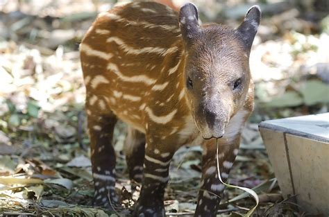 Tapir Facts Animals Of The World Worldatlas