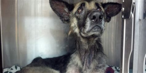 Joseph The Dog Was Chained To A Tree For 4 Years German Shepherd Dogs