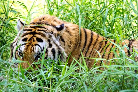 Bengal Tiger Stock Photo Image Of Tiger Endangered 29773820