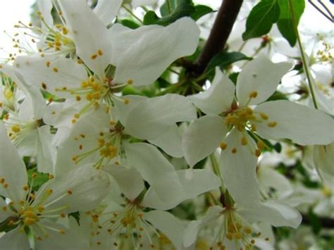 Flowering Crabapple Trees Four Seasons Of Beauty Dengarden