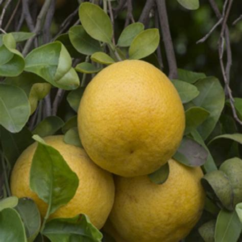Wekiwa Tangelolo Oscar Tintori Nurseries Worldwide Citrus Plants