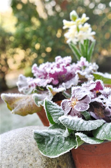 Expect to see bulb flowers such as scented. Winter Blooming Plants. Winter Plants. Winter Flowers for ...